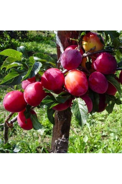 Слива Роял Руж дозріла на дереві — червоні плоди середнього розміру.